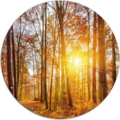 Produktbild von Wallario rundes Outdoor-Poster für Garten oder Balkon, Motiv Sonnenuntergang im herbstlichen Wald, 120 cm Durchmesser