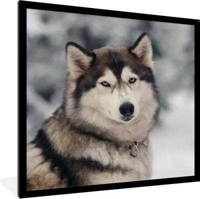Produktbild von MuchoWow® Gerahmtes Poster Porträt eines Huskys 40x40 cm - Poster mit Schwarzem Bilderrahmen Wandposter Rahmen Foto Bilder - Mit Rahmen - Wanddekoration Schlafzimmer