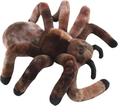 Produktbild von Vogelspinne 30 cm