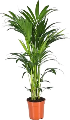 Immagine prodotto di Trendyplants - Palma Kentia - Howea Forsteriana - Pianta da appartamento - Altezza 150-170 cm - Dimensioni del vaso Ø21 cm