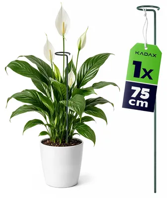 Produktbild von KADAX Pflanzenstütze 75 cm, 1 Stück, Blumenstütze aus Stahl, Pflanzenhalter für Zimmerpflanzen, Pflanzstab zur Stabilisierung von Stängeln und Blüten, Orchideen Zubehör