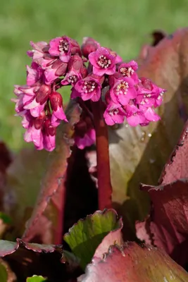 Produktbild von Bergenia cordifolia 'Abendglocken', Riesensteinbrech, rosa, ca. 11x11 cm Topf