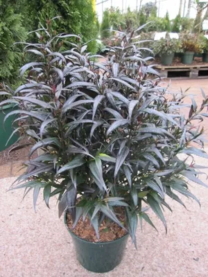 Produktbild von Strobilanthes anisophyllus Brunetthy - Zapfenblume 40 - 60