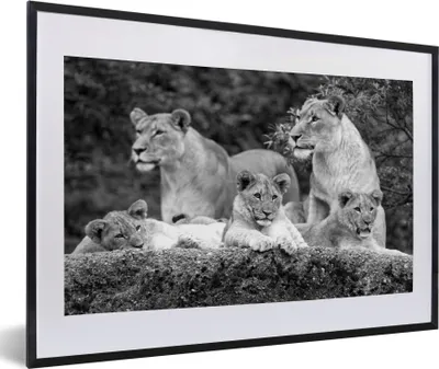 Produktbild von MuchoWow® MuchoWow® Gerahmtes Poster Löwen und Jungtiere - schwarz und weiß 60x40 cm - Poster mit zchwarzem Bilderrahmen - Schlafzimmer - Plakat in Rahmen - Drucken