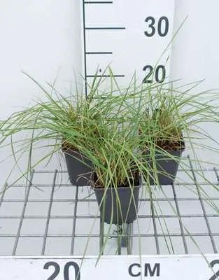 Obrázek produktu pro 6 x Festuca mairei - kostřava atlaská - květináč 9 x 9 cm