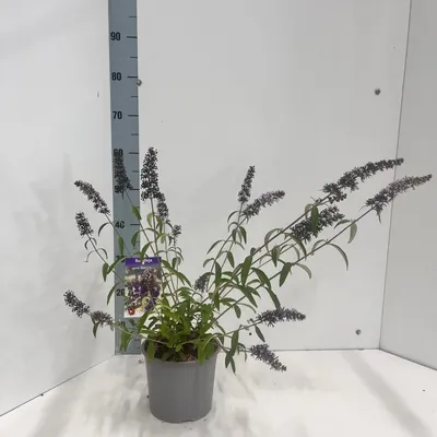 Immagine prodotto di Buddleja davidii 'Black Knight' - Buddleia | 40-50 cm in vaso