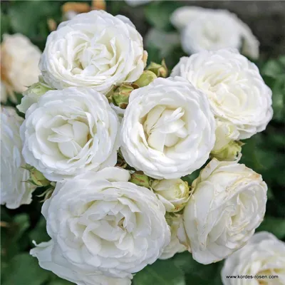 Produktbild von Gartenrose Zwergrose Schneeküsschen® Weiß