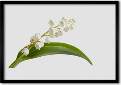Produktbild von Bild 100x70 MDF-Rahmen Wandkunst Blumen Pflanzen