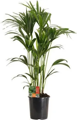 Obrázek produktu pro Kentijská palma (Howea forsteriana) - pokojová rostlina, prumer 24cm, výška