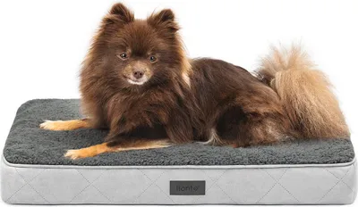 A brown Pomeranian dog lying on a gray dog bed.