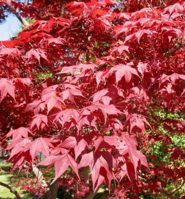 Produktbild von Fächerahorn ´ATROPURPUREUM´ 60-70 cm, Cont. 5 l
