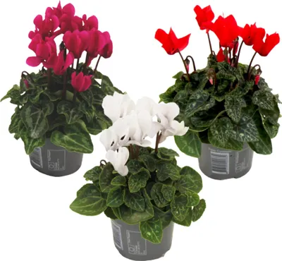 Image de Cyclamen de Perse - Set de 3 - Cyclamen persicum - Hauteur 10-20cm - ⌀9cm