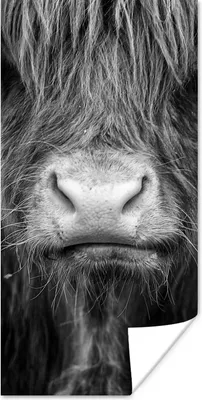 Produktbild von MuchoWow® Poster Schottischer Highlander - Haare - Tiere 80x160 cm - Kinderzimmer