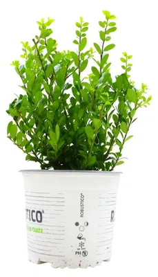 Produktbild von Ilex crenata 'Robustico', Japanische Stechpalme, immergrün, 20–25 cm