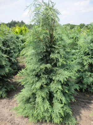 Produktbild von Chamaecyparis lawsoniana 'Glauca Spek' - blaue Scheinzypresse 'Spek' 40-50