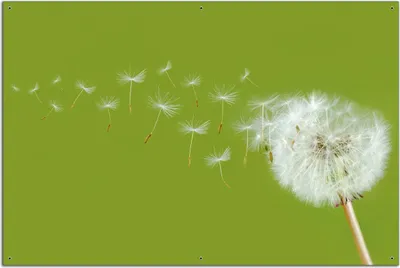 Produktbild von Wallario Outdoor-Poster für Garten oder Balkon, Motiv Pusteblume auf der Wiese mit fliegenden Samen, in ca. 61 x 91,50 cm