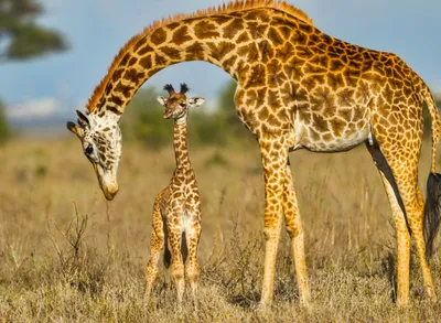 Produktbild von Papermoon VLIES Fototapete, Digitaldruck,  Massai Giraffe, die Baby schützt (724)