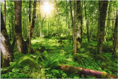 Produktbild von ARTland Wandbild Alu für Innen & Outdoor Wald Größe: 60x40 cm