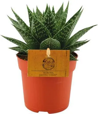 Produktbild von Sukkulente Gasterie Hybride Aurora Zimmerpflanze Ø11cm 15cm pflegeleicht Deko