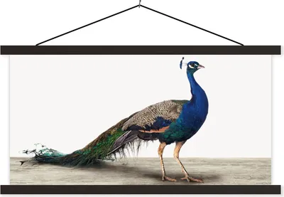 Produktbild von MuchoWow® Textilposter Pfau - Federn - Vogel - Kinder - Jungen - Mädchen 90x45 cm mit schwarzem Rahmen - Klemmleisten