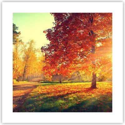 Produktbild von Poster - Poster ohne Rahmen - Park Herbst Baum - 40x40 cm - Wand Bild - Wanddeko - Wandbilder - Kunstposter - Wandposter - Bilder - Kunstdruck - Wanddekoration - Wandbild - P2XAC40x40-3654