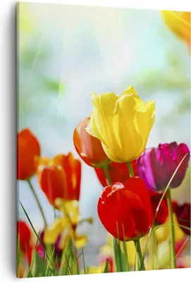 Produktbild von Bild auf Leinwand - Leinwandbild - Einteilig - Tulpe Blume Plantage Wiese - 50x70cm - Wand Bild - Wanddeko - Wandbilder - Leinwanddruck - Wanddekoration - Leinwand bilder - Wandbild - PA50x70-2566