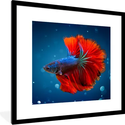 Produktbild von MuchoWow® Gerahmtes Poster Fisch - Wasser - Rot 40x40 cm - Poster mit Schwarzem Bilderrahmen Wandposter Rahmen Foto Bilder - Poster - Plakat im Rahmen