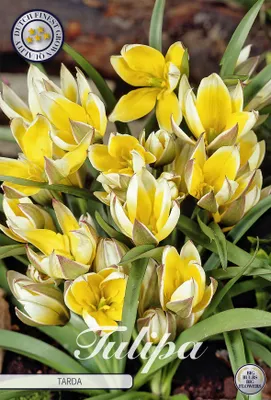 Artikelbild 2 von 'Tulpe Tarda (10 Stück)' aus der Kategorie Tulpenzwiebeln