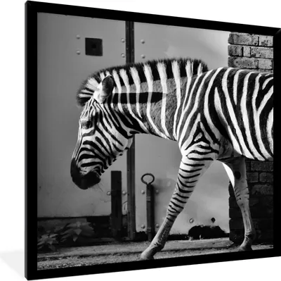 Produktbild von MuchoWow® Gerahmtes Poster Zebra - Wand - Tür - Tiere - Schwarz und weiß 40x40 cm - Poster mit Schwarzem Bilderrahmen Wandposter Rahmen Foto Bilder - Mit Rahmen - Wanddekoration Schlafzimmer