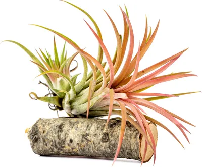 Obrázek produktu pro Gardners Tillandsia ionantha red na dřevěném kmínku