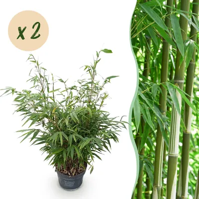 Immagine prodotto di Erbe - Fargesia robusta Pingwu - Bambù non invasivo - Sempreverde - 2 piante - 70-80cm - Ø23cm - Pianta da giardino