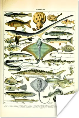 Produktbild von MuchoWow® Poster Fische - Meerestiere - Tiere 60x90 cm - Wanddekoration