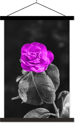 Produktbild von MuchoWow® Textilposter Blumen - Rose - Lila - Schwarz - Weiß 60x90 cm mit schwarzem Rahmen - Poster Wohnzimmer