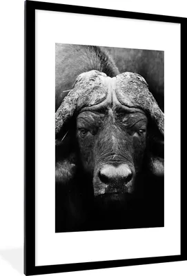 Produktbild von MuchoWow® Gerahmtes Poster Tiere - Büffel - Schwarz - Weiß - Porträt 60x90 cm - Poster mit Schwarzem Bilderrahmen Wandposter Rahmen Foto Bilder - Dekoration - Wandposter Wohnzimmer - Hochwertig