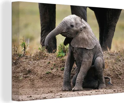 Produktbild von OneMillionCanvasses® - Leinwandbilder - 140x90 cm, Sitzender Babyelefant - Jungen - Mädchen - Kinder - Kind, Wandbilder Kunstdruck Wanddekoration