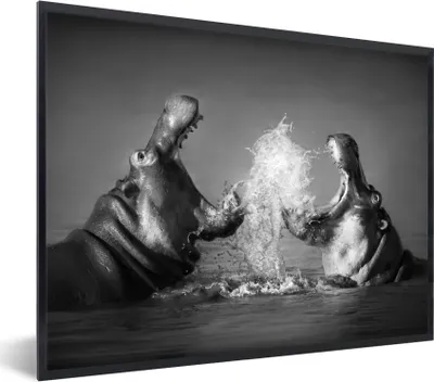 Produktbild von MuchoWow® Gerahmtes Poster Tiere - Nilpferd - Wasser - Schwarz - Weiß 80x60 cm - Poster mit Schwarzem Bilderrahmen Wandposter Rahmen Foto Bilder - Schwarzem - Mit Gestell