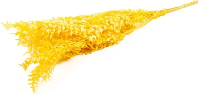 Produktbild von INNA-Glas Ruscus Trockenzweige AGNIATA, senfgelb, 70-75cm, Ø17cm - Getrocknete Zweige