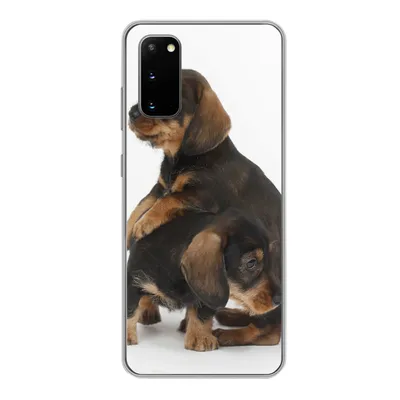 Produktbild von MuchoWow® Handyhülle Schutzhülle Hülle für Samsung Galaxy S20 Studiofoto von zwei süßen Dackeln Silikon Softcase Handy Hülle - Bild