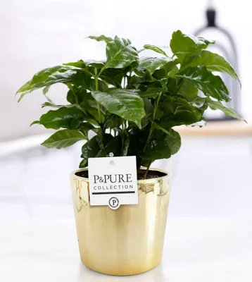 Produktbild von Coffea Arabica in Keramiktopf Gold Zimmerpflanze glänzenden Blättern Ø12cm 20cm