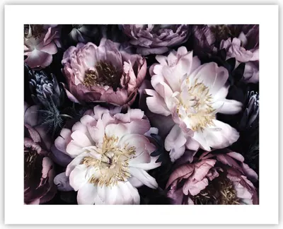 Produktbild von Poster - Poster ohne Rahmen - Pfingstrosen Veilchen Blumen - 50x40 cm - Wand Bild - Wanddeko - Wandbilder - Kunstposter - Wandposter - Bilder - Kunstdruck - Wanddekoration - Wandbild - P2XAA50x40-5076