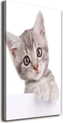Produktbild von Tulup Leinwandbild® - 70x140cm - Wandkunst - Drucke auf Leinwand - Leinwanddruck - Wohnzimmer Wanddekoration XXL - Wohnung Deko Kunstdrucke - Tiere - Grau - Graue Katze