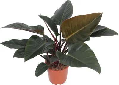 Image de Philodendron Congo Red, plante d'intérieur Ø27cm, 80cm, feuilles en forme de