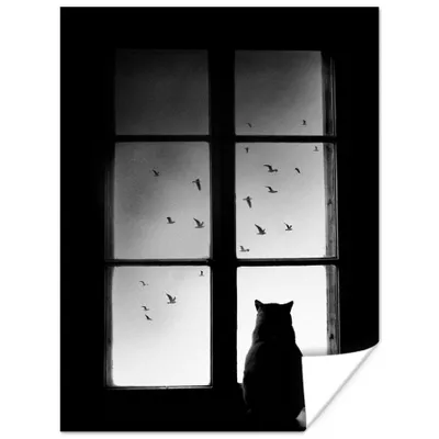 Produktbild von MuchoWow® Poster Katze - Tiere - Schwarz und weiß - Fenster 120x160 cm - Wandbilder