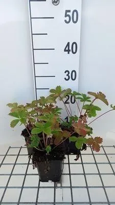 Obrázek produktu pro 6 x Potentilla hybr. 'Gibson's Scarlet' - Prstnatý keř - květináč 9 x 9 cm