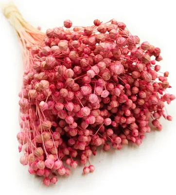 Produktbild von Flachs Getrocknete - (Leinen) - Rosa