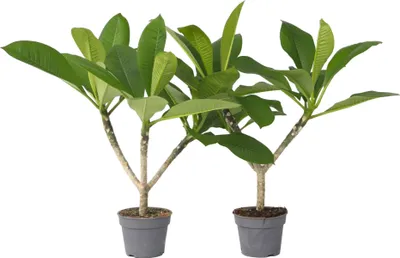 Produktbild von Hawaii-Palme - 2 Stk - Plumeria rubra - Höhe 45-55cm - ⌀17cm