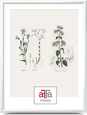 A framed botanical illustration of three different plants.