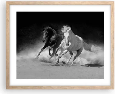 Produktbild von Gerahmtes Poster - Rahmen in heller Eiche - Andalusier Pferde Galopp - 50x40 cm - Wand Bild - Wanddeko - Wandbilder - Wandposter - Bilderrahmen - Bilder - Kunstdruck - Wandbild - P2NAA50x40-4240