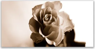 Produktbild von Tulup Leinwand-Bilder 140x70 Wandbild Canvas Kunstdruck Rose Pflanzen