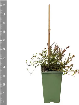 Obrázek produktu pro Brusinka, brusniceFloraSelfVaccinium 'Early Black' květináč 2 l
